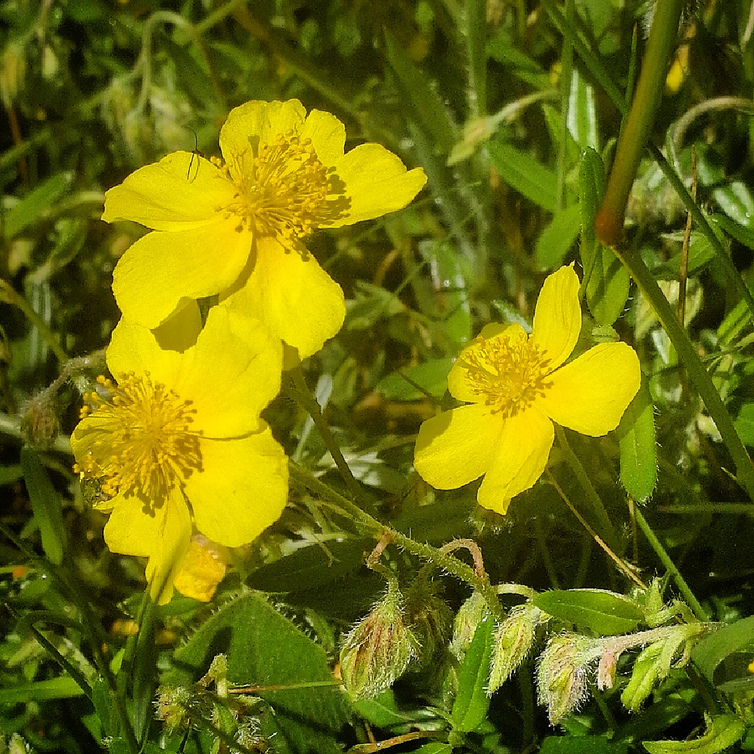 Rock Rose (Heliantemo), flor de Bach n° 1