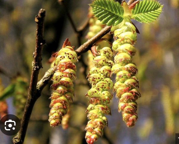 Hornbeam (Hojarazo), flor de Bach n° 10