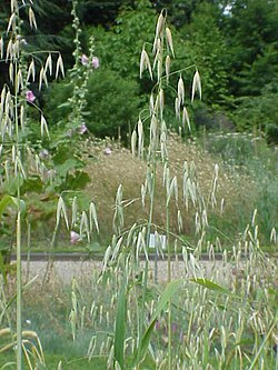 Wild Oat (Avena silvestre), flor de Bach n° 11