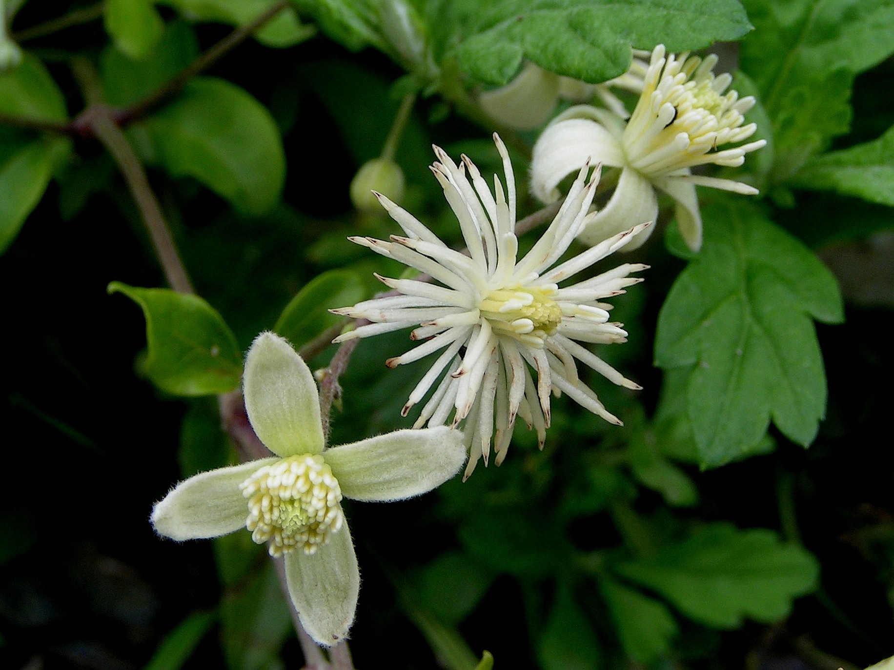 Clematis (Clemátide), flor de Bach n° 12