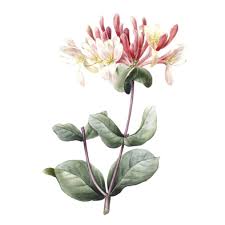 Honeysuckle (Madreselva), flor de Bach n° 13
