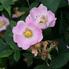 Wild Rose (Rosa silvestre), flor de Bach n° 14