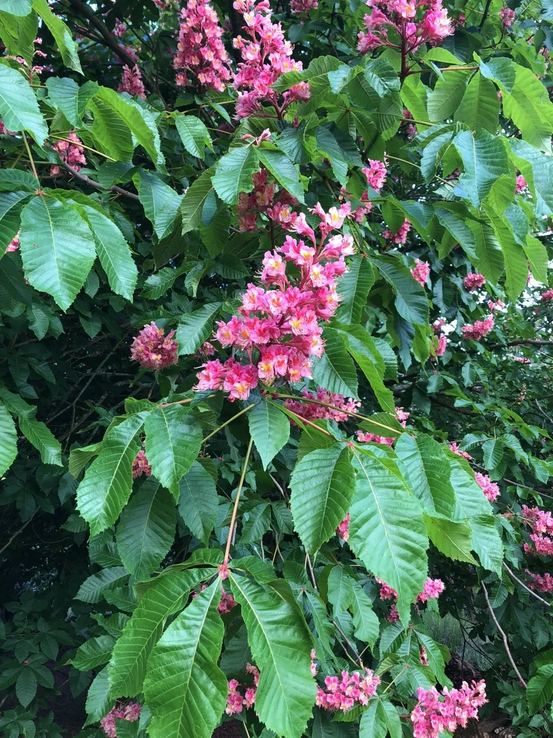 White Chestnut (Castaño blanco), flor de Bach n° 16
