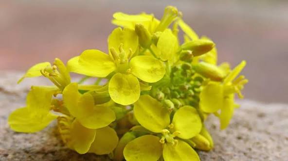 Mustard (Mostaza), flor de Bach n° 17