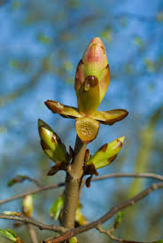 Chestnut Bud (Brote de castaño), flor de Bach n° 18