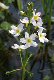 Water Violet (Violeta de agua), flor de Bach n° 19