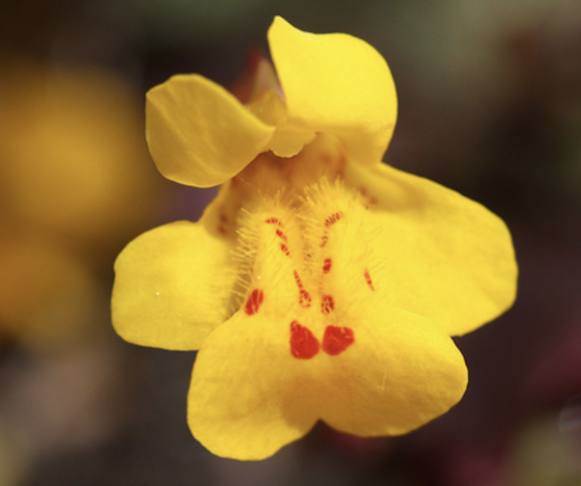 Mimulus (Mímulo), flor de Bach n° 2