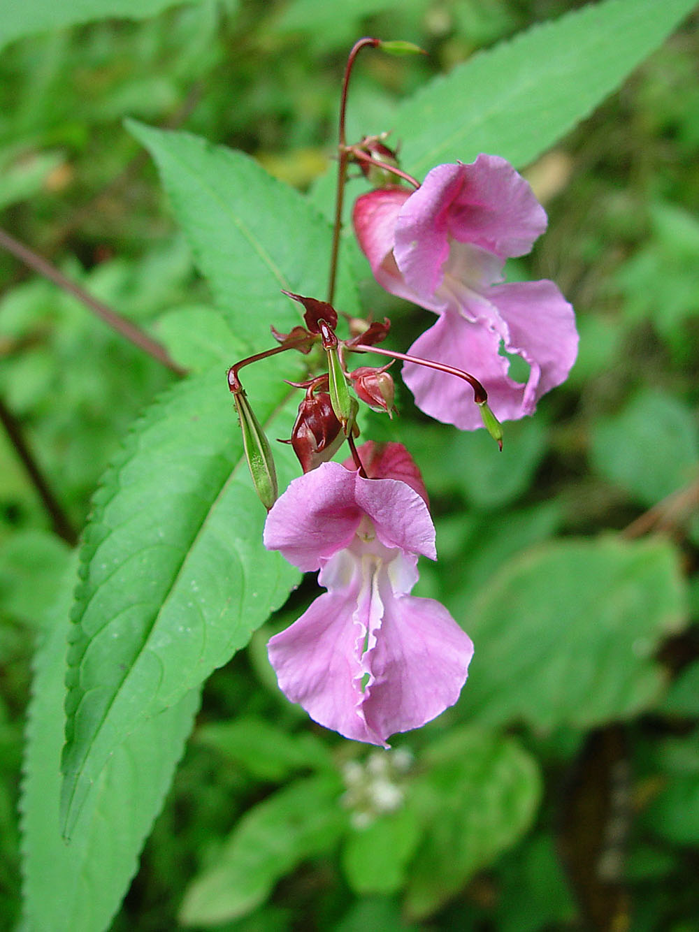 Impatiens (Impaciencia), flor de Bach n° 20