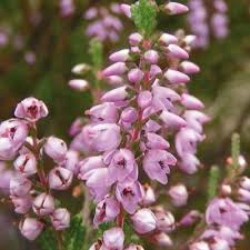 Heather (Brezo), flor de Bach n° 21
