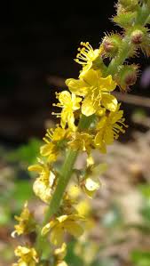 Agrimony (Agrimonia), flor de Bach n° 22