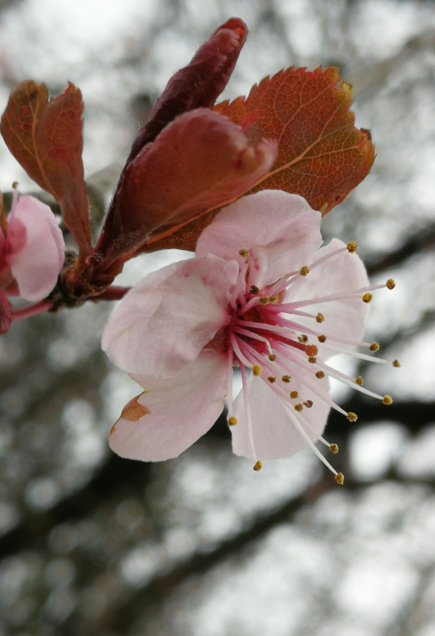Cherry Plum (Cerasifera), flor de Bach n° 3