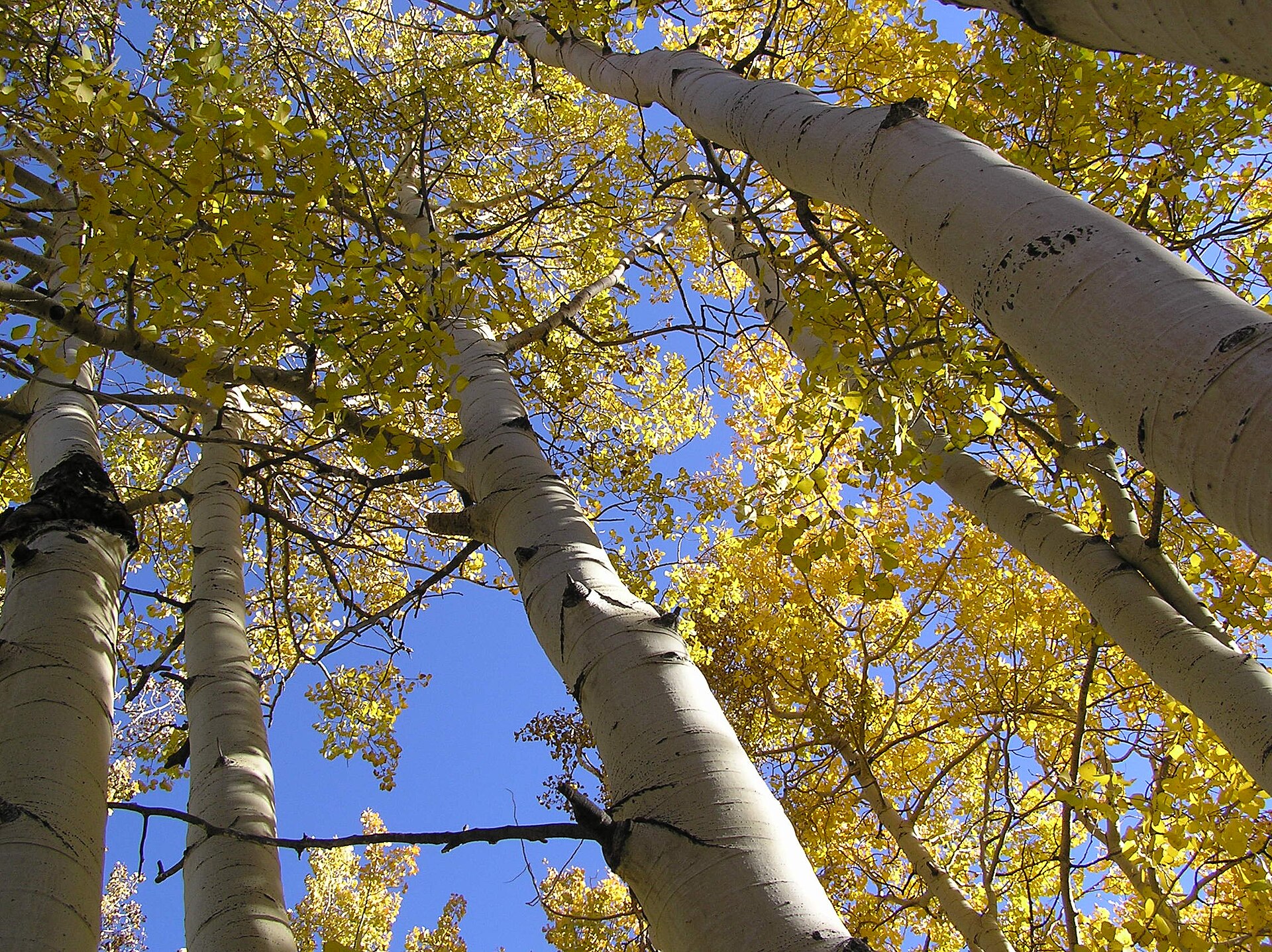 Aspen (Álamo temblón), flor de Bach n° 4