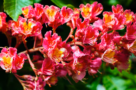 Red Chestnut (Castaño rojo), flor de Bach n° 5