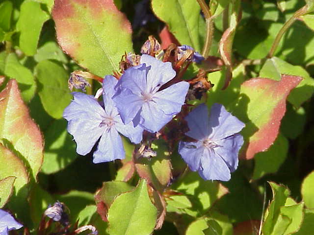 Cerato (Cerato), flor de Bach n° 6