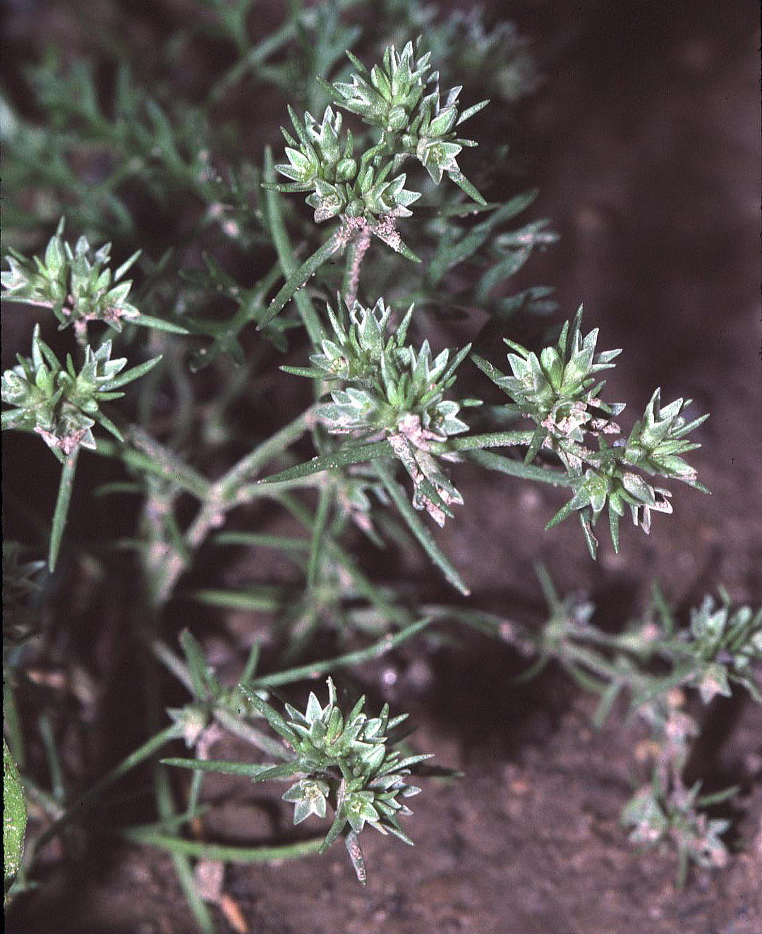 Scleranthus (Scleranthus), flor de Bach n° 7
