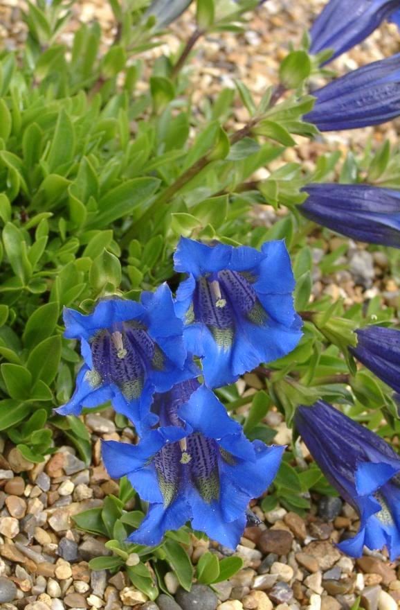 Gentian (Genciana), flor de Bach n° 8