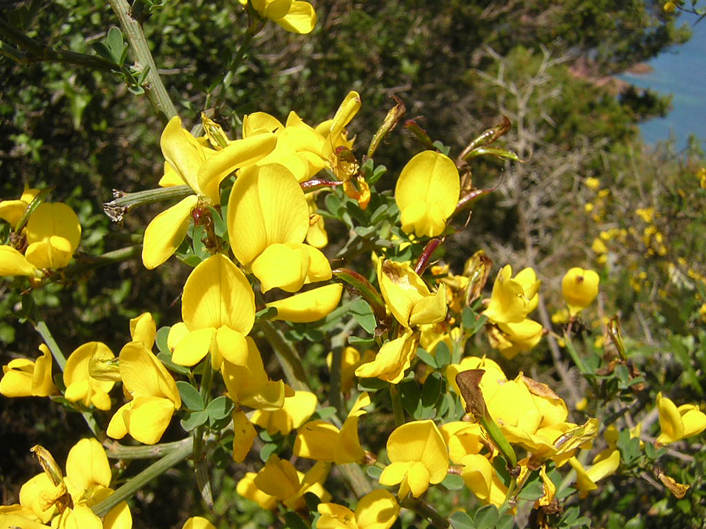 Gorse (Aulaga), flor de Bach n° 9